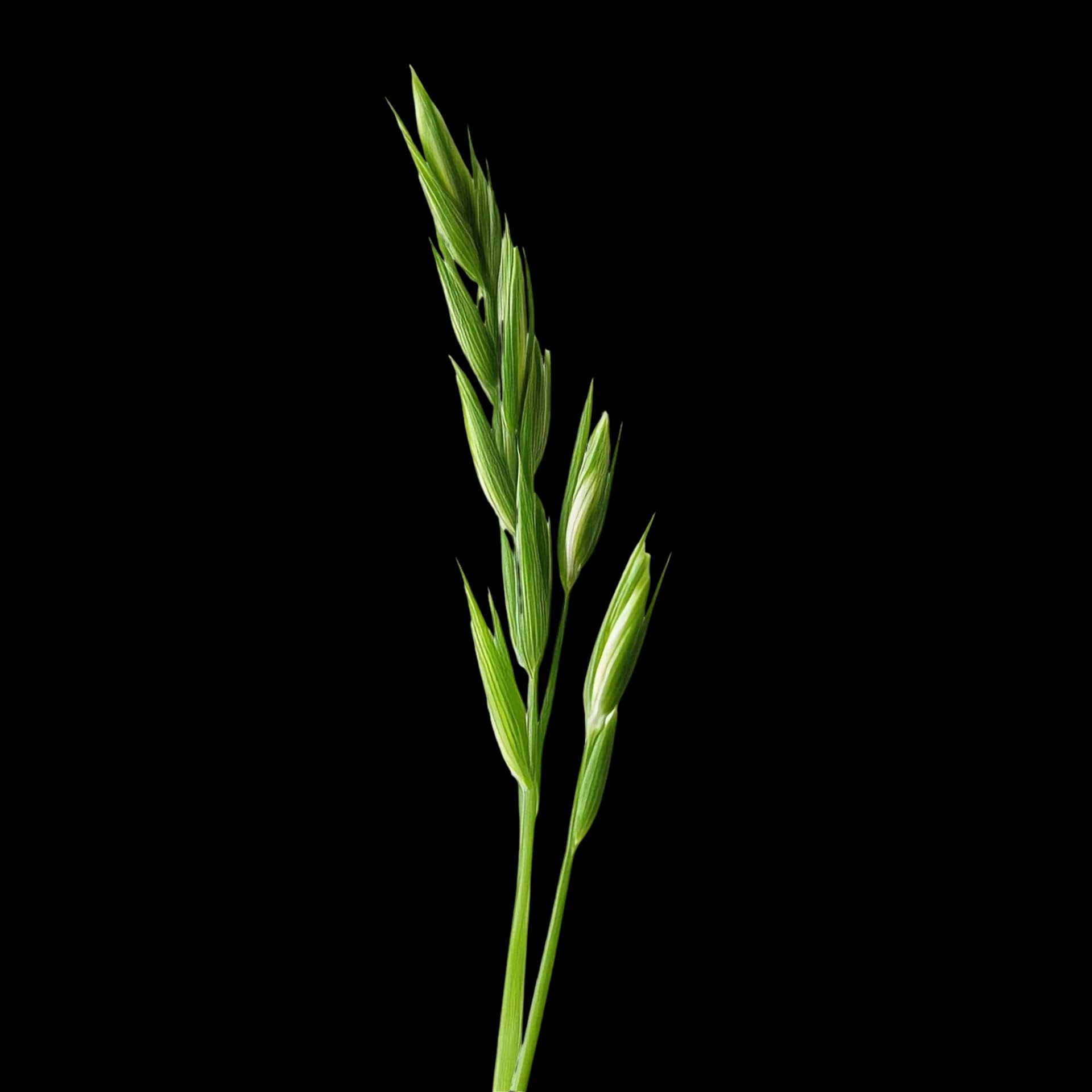 Wheat