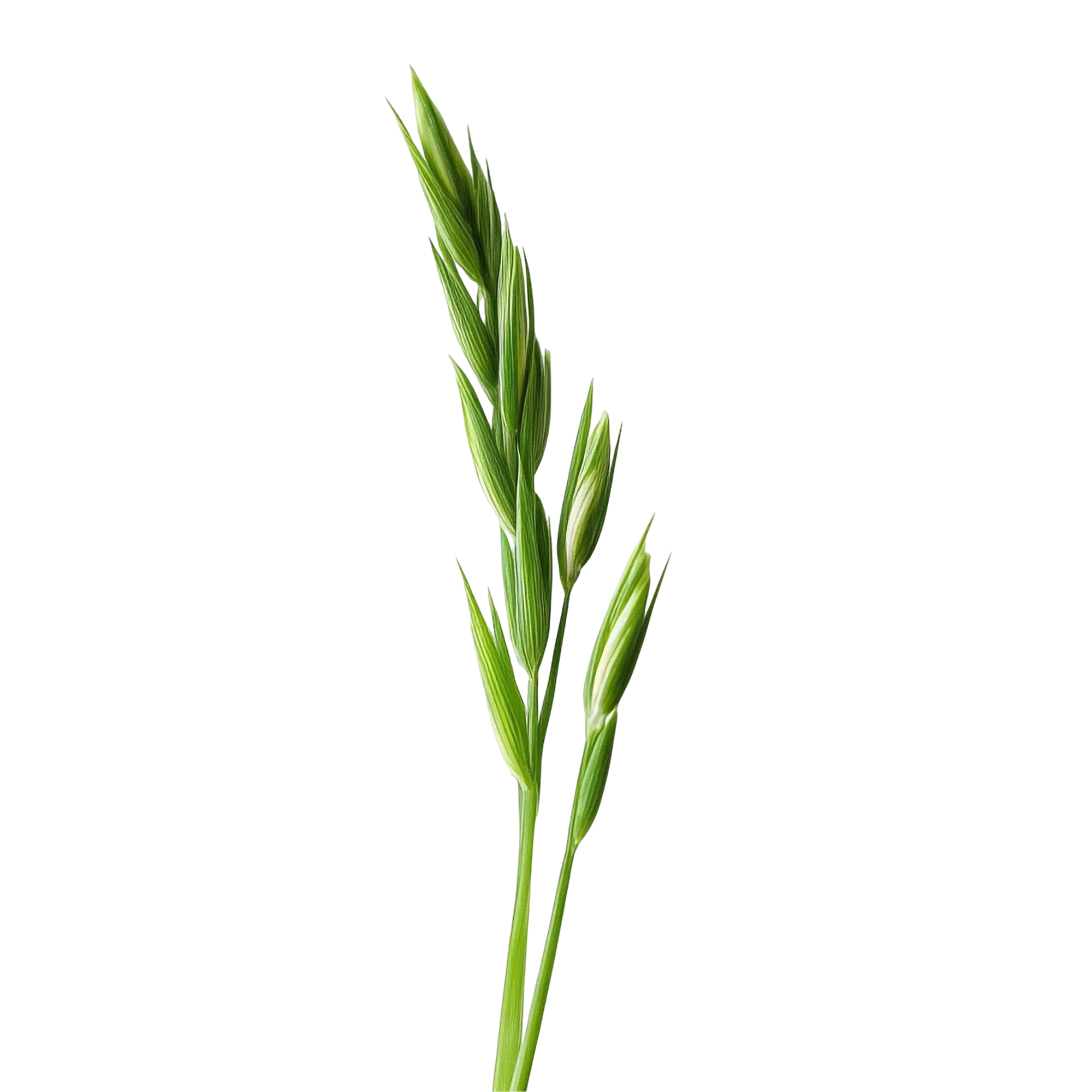 Wheat